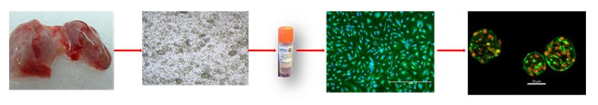 Thyroid Poster Figure 1_0.png