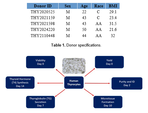 Isolation of cyropreserved primary human thyrocytes