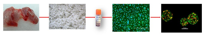 Schematic representation of Primary Human Thyroid isolation and QC