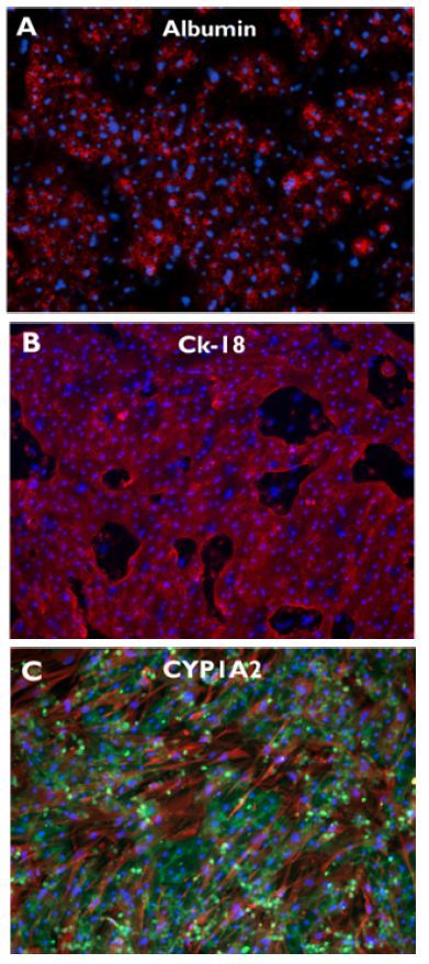 Primary human hepatocytes in TruVivo show robust expression of liver-specific proteins through at least 14 days in culture.
