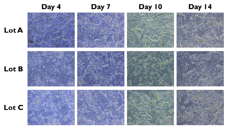 TruVivo morphology through 14 days in culture