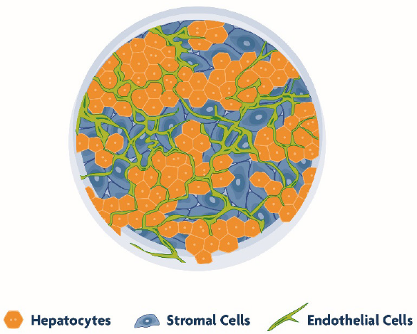 TruVivo 2D+ Hepatic System