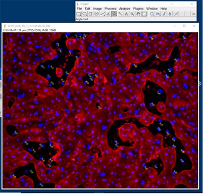 Cells Counting