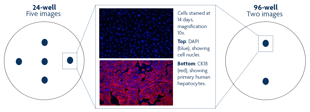Stained Cells