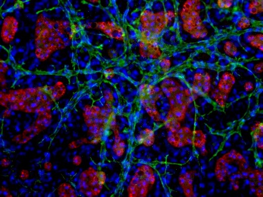 LifeNet Health LifeSciences in vitro hepatic tri-culture platform. Red=Albumin, Green=CD31, Blue=DAPI