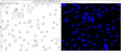 DAPI pariculates