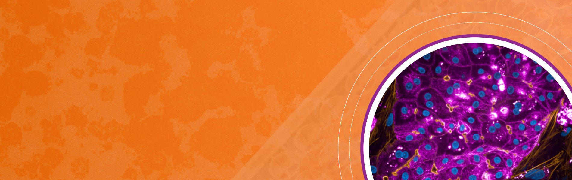 ESTIV 2026 Conference Banner