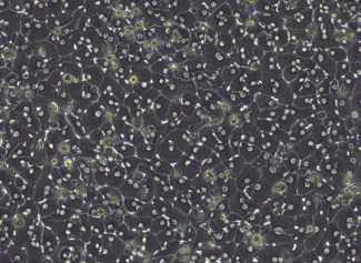 /hepatocytes
