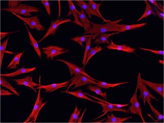 /primary-cells