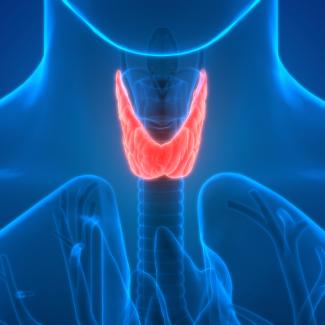 Technical evaluation and standardization of the human thyroid microtissue assay